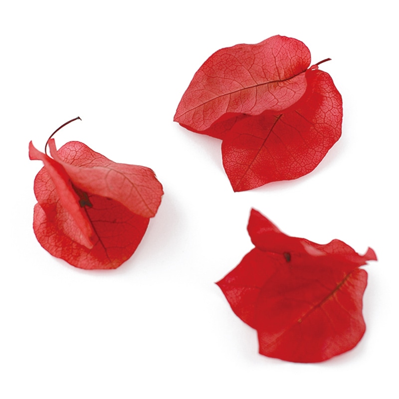 モノ・インターナショナル Vermont　プリザーブドフラワー 29602　ブーゲンビリア レッド 1箱（ご注文単位1箱）【直送品】