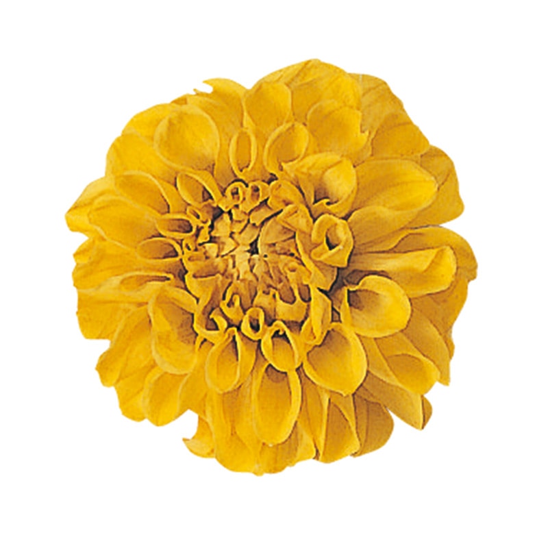 モノ・インターナショナル Vermont　プリザーブドフラワー 29803　ポンポンダリア9 サフラン 1箱（ご注文単位1箱）【直送品】