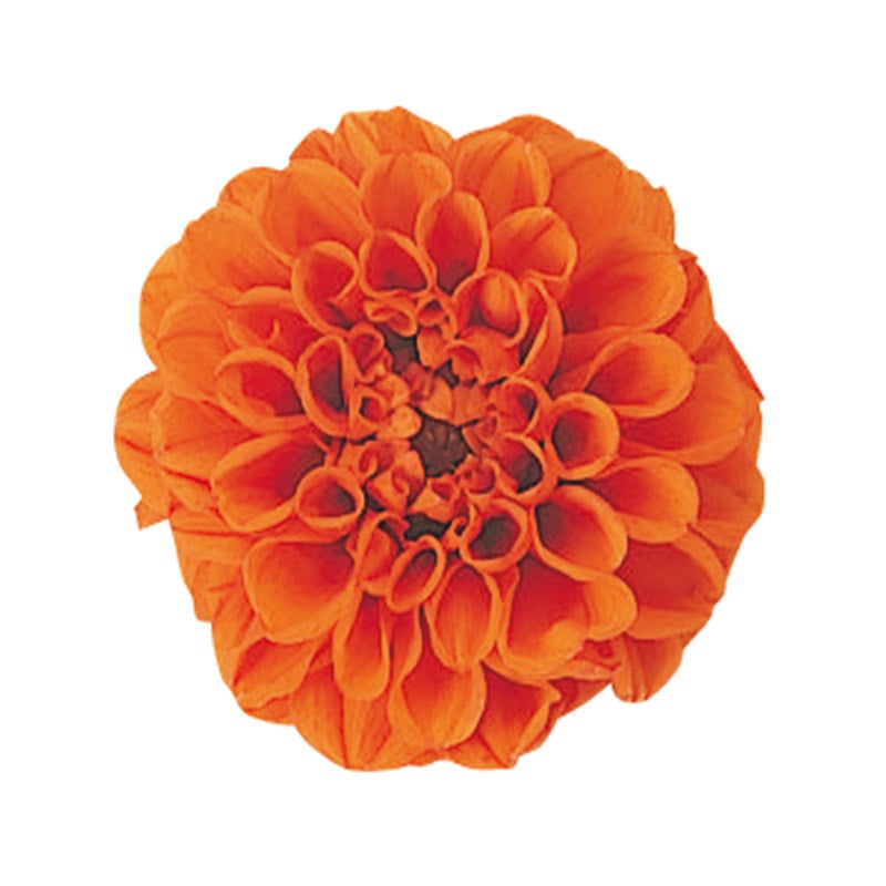 モノ・インターナショナル Vermont　プリザーブドフラワー 29805　ポンポンダリア9 ブライトオレンジ 1箱（ご注文単位1箱）【直送品】