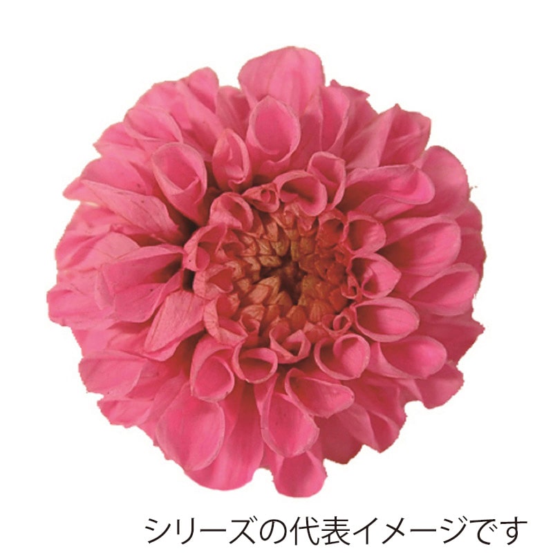 モノ・インターナショナル Vermont　プリザーブドフラワー 29808　ポンポンダリア9 スウィートピンク 1箱（ご注文単位1箱）【直送品】