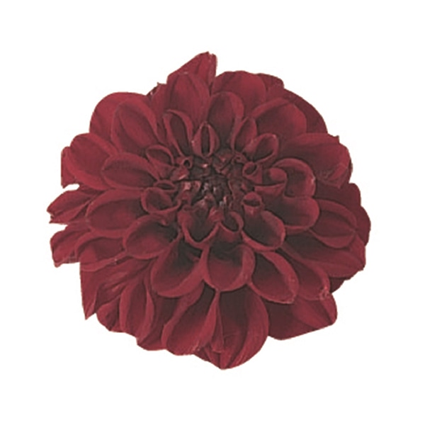 モノ・インターナショナル Vermont　プリザーブドフラワー 29809　ポンポンダリア9 ラズベリー 1箱（ご注文単位1箱）【直送品】