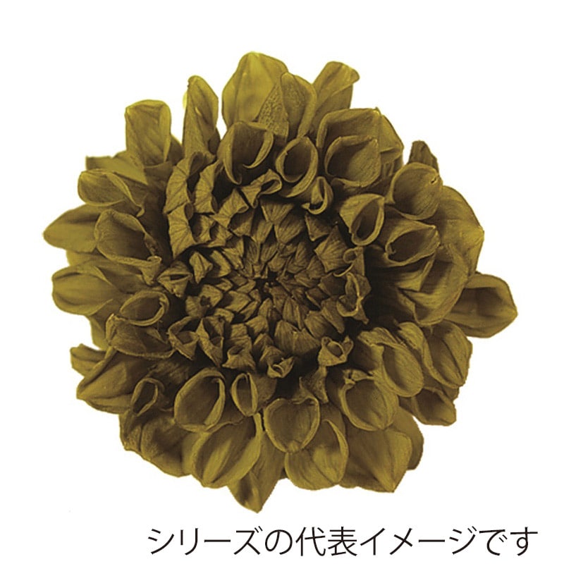 モノ・インターナショナル Vermont　プリザーブドフラワー 29813　ポンポンダリア9 オリーブグリーン 1箱（ご注文単位1箱）【直送品】