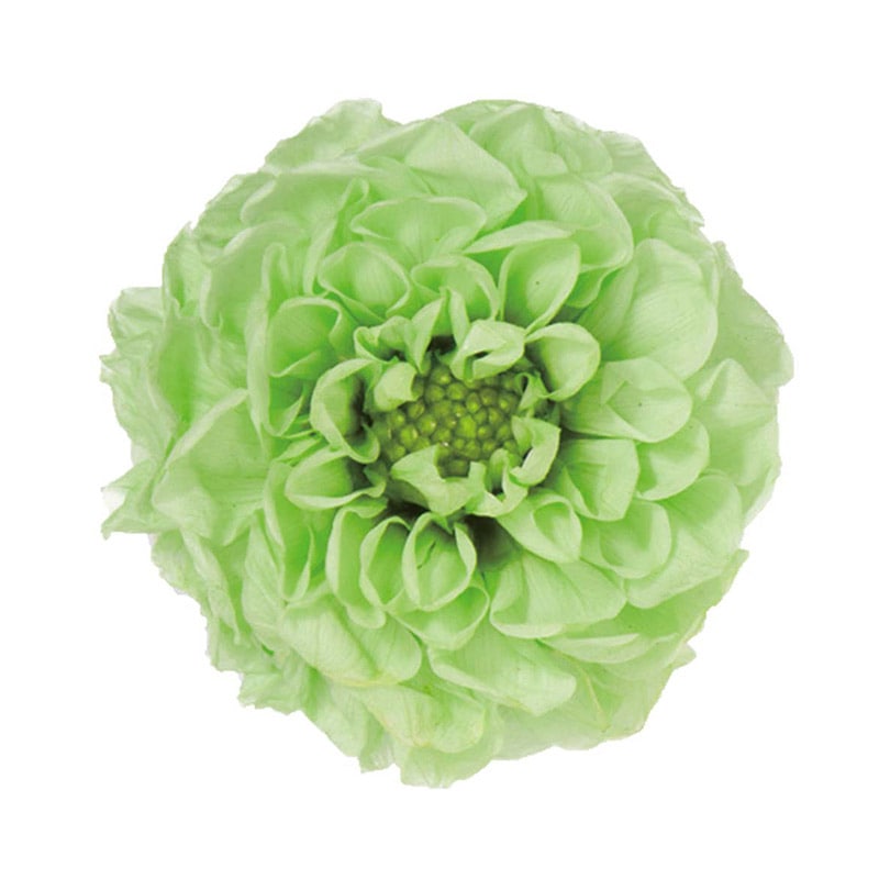 モノ・インターナショナル Vermont　プリザーブドフラワー 29814　ポンポンダリア9 ピスタチオ 1箱（ご注文単位1箱）【直送品】