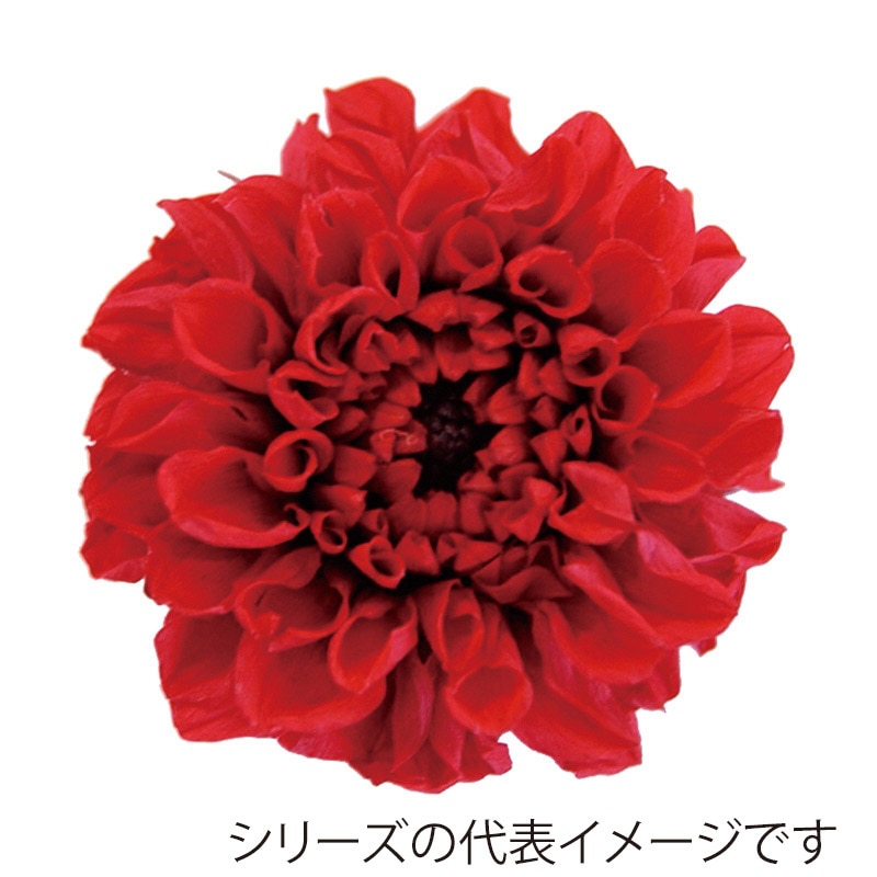 モノ・インターナショナル Vermont　プリザーブドフラワー 29817　ポンポンダリア9 ブライトレッド 1箱（ご注文単位1箱）【直送品】