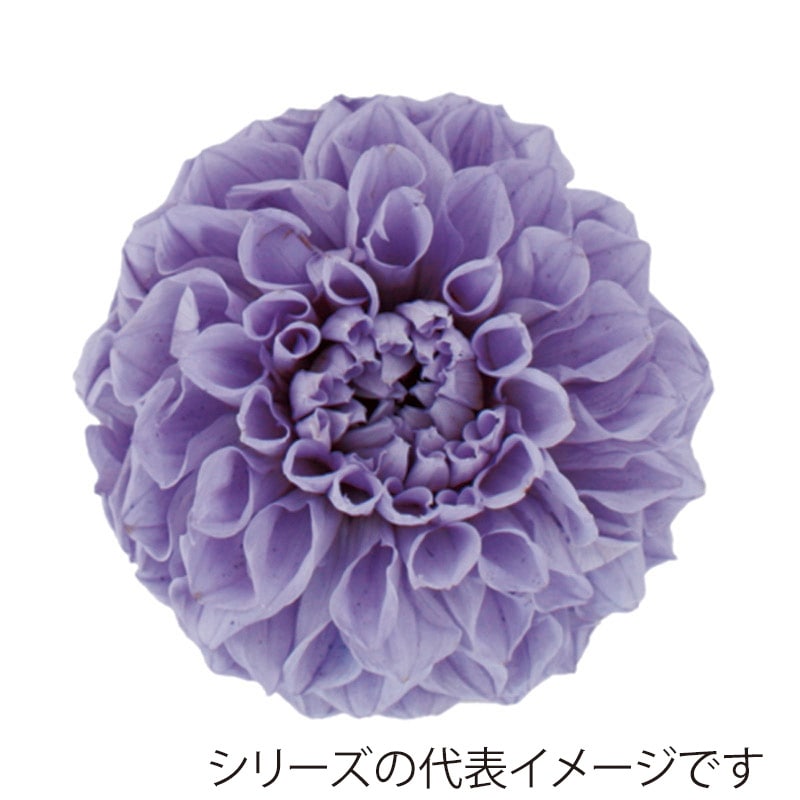 モノ・インターナショナル Vermont　プリザーブドフラワー 29820　ポンポンダリア9 リラ 1箱（ご注文単位1箱）【直送品】