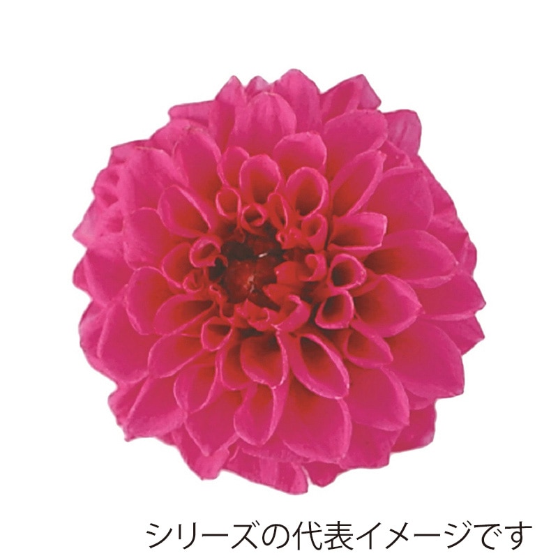 モノ・インターナショナル Vermont　プリザーブドフラワー 29827　ポンポンダリア9 エスプリピンク 1箱（ご注文単位1箱）【直送品】