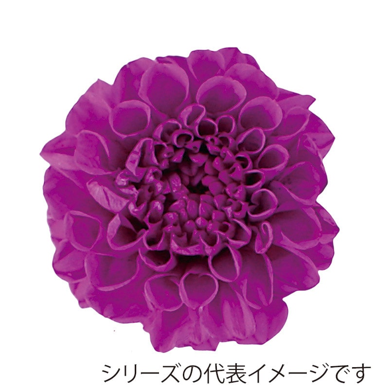 モノ・インターナショナル Vermont　プリザーブドフラワー 29828　ポンポンダリア9 バイオレットピンク 1箱（ご注文単位1箱）【直送品】