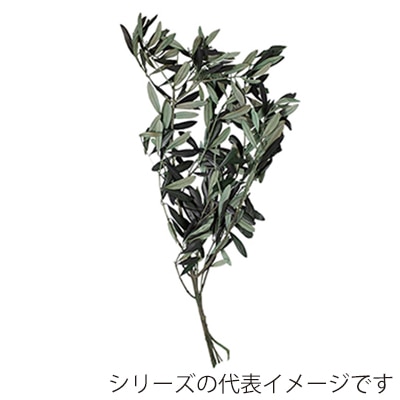 モノ・インターナショナル verdissimo　プリザーブドフラワー 32096　オリーブ 小束　グリーン　50g 1束（ご注文単位1束）【直送品】