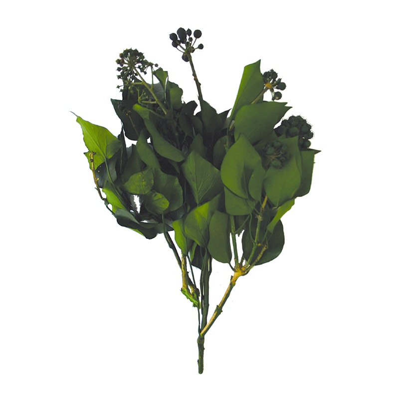 モノ・インターナショナル verdissimo　プリザーブドフラワー 36401　ヘデラ・アルボレア　実付 グリーン 1個（ご注文単位1個）【直送品】