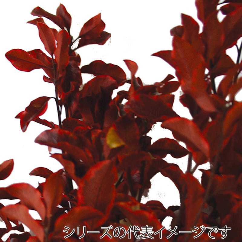 モノ・インターナショナル verdissimo　プリザーブドフラワー 36702　ピトスポラム レッド 1束（ご注文単位1束）【直送品】