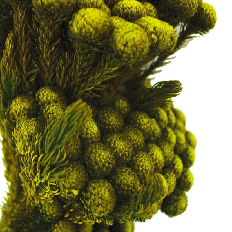 モノ・インターナショナル verdissimo　プリザーブドフラワー 37472　ブルニア イエロー／グリーン　80g/袋（ご注文単位1袋）【直送品】