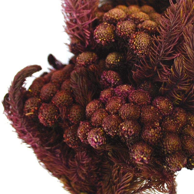 モノ・インターナショナル verdissimo　プリザーブドフラワー 37473　ブルニア ワインレッド　80g/袋（ご注文単位1袋）【直送品】