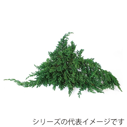 モノ・インターナショナル verdissimo　プリザーブドフラワー 38011　ジュニパー 1箱（ご注文単位1箱）【直送品】