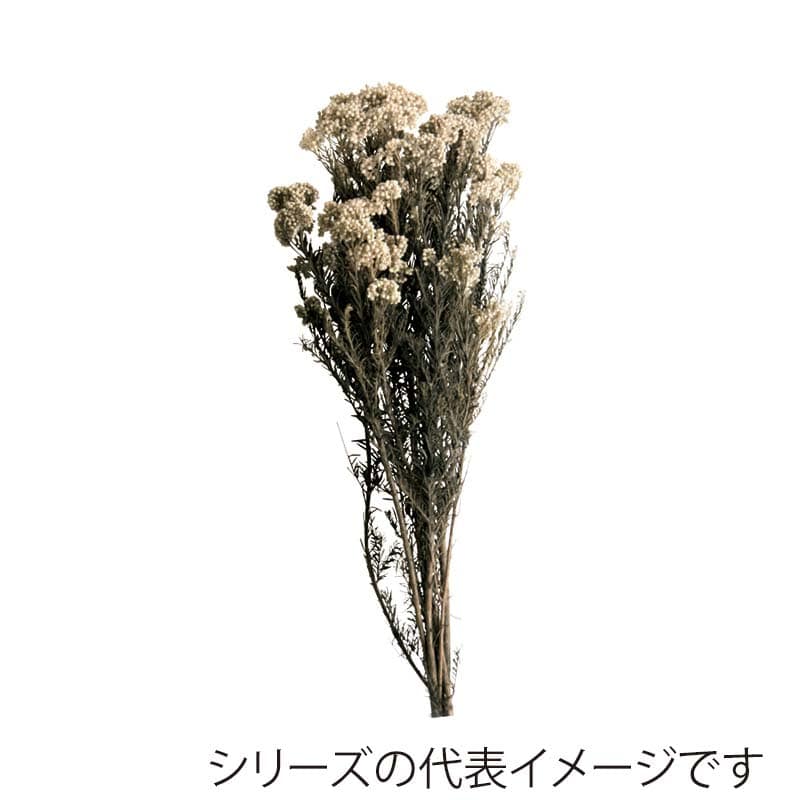 モノ・インターナショナル verdissimo プリザーブドフラワー 39071 ライスフラワー ホワイト 1束(ご注文単位1束)【直送品】