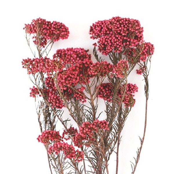 モノ・インターナショナル verdissimo プリザーブドフラワー 39075 ライスフラワー ホットピンク 1束(ご注文単位1束)【直送品】