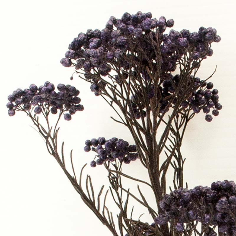 モノ・インターナショナル verdissimo プリザーブドフラワー 39079 ライスフラワー ラベンダーブルー 1束(ご注文単位1束)【直送品】