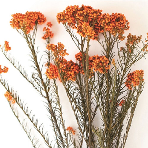 モノ・インターナショナル verdissimo プリザーブドフラワー 39080 ライスフラワー オレンジ 1束(ご注文単位1束)【直送品】
