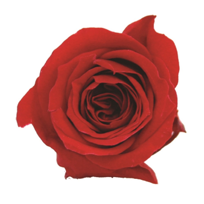 モノ・インターナショナル verdissimo　プリザーブドフラワー 56411　プリンセスローズ レッド 1箱（ご注文単位1箱）【直送品】