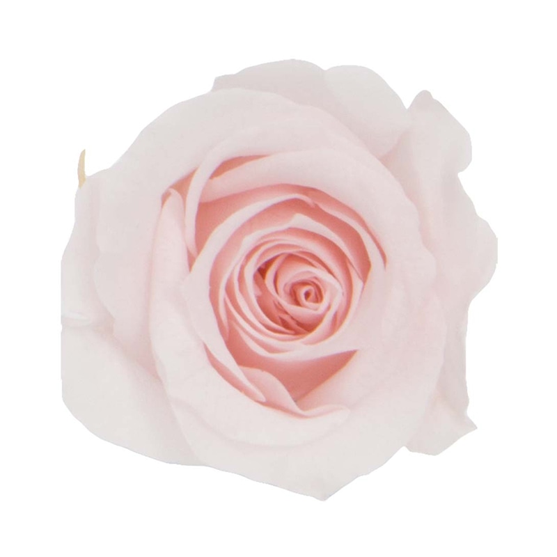 モノ・インターナショナル verdissimo プリザーブドフラワー 56425 プリンセスローズ ペールピンク 1個(ご注文単位1個)【直送品】