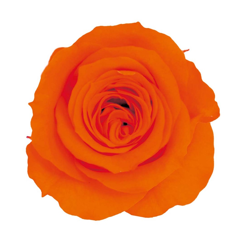 モノ・インターナショナル verdissimo プリザーブドフラワー 56426 プリンセスローズ オレンジ 1箱(ご注文単位1箱)【直送品】