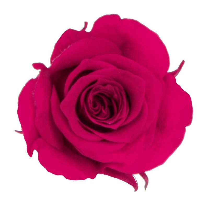 モノ・インターナショナル verdissimo プリザーブドフラワー 56427 プリンセスローズ ドルチェピンク 1箱(ご注文単位1箱)【直送品】