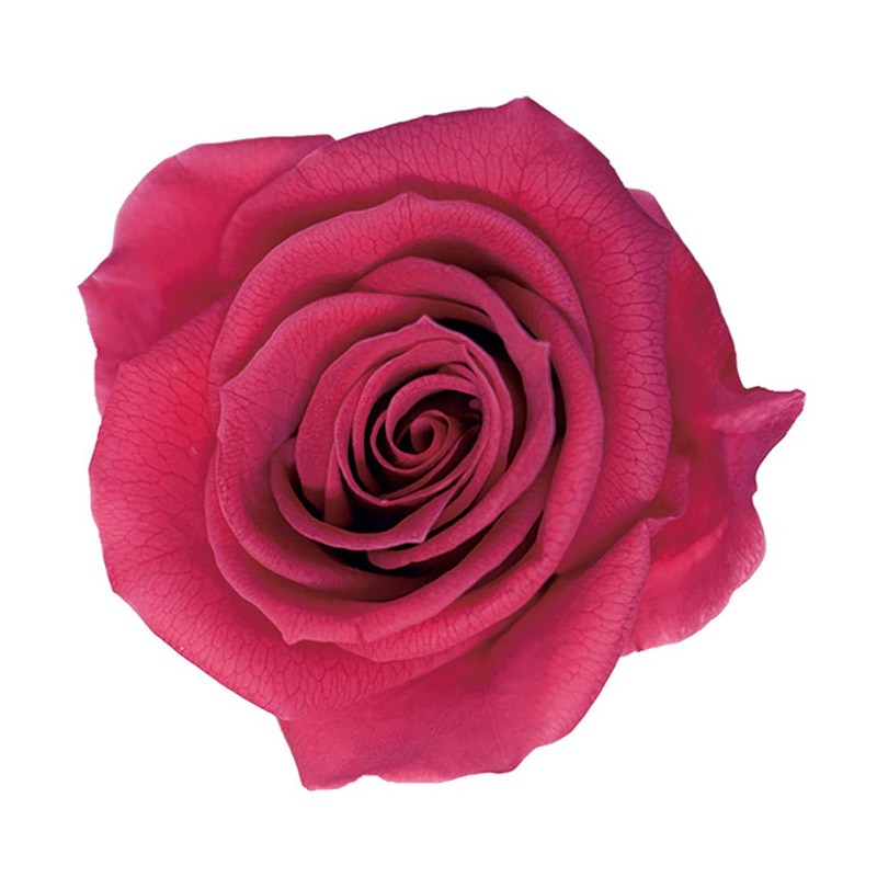 モノ・インターナショナル verdissimo プリザーブドフラワー 56434 プリンセスローズ フランボワーズ 1箱(ご注文単位1箱)【直送品】