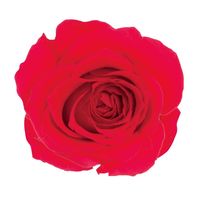 モノ・インターナショナル verdissimo プリザーブドフラワー 56437 プリンセスローズ シャイニーレッド 1箱(ご注文単位1箱)【直送品】