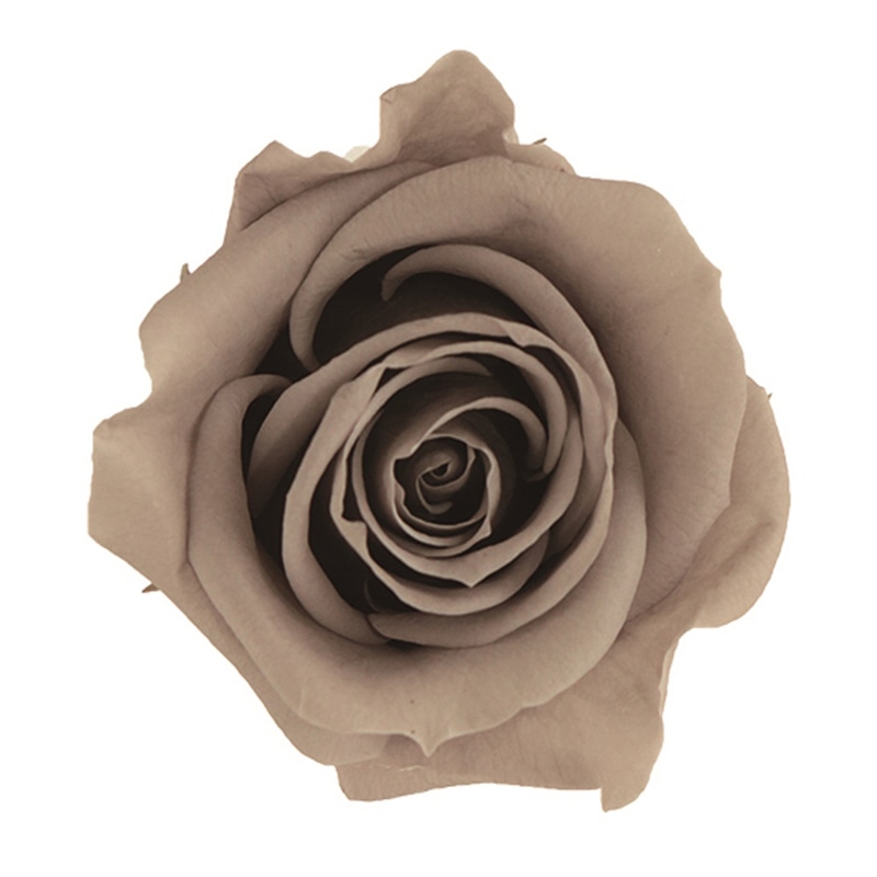 モノ・インターナショナル verdissimo　プリザーブドフラワー 56443　プリンセスローズ グレージュ 1箱（ご注文単位1箱）【直送品】