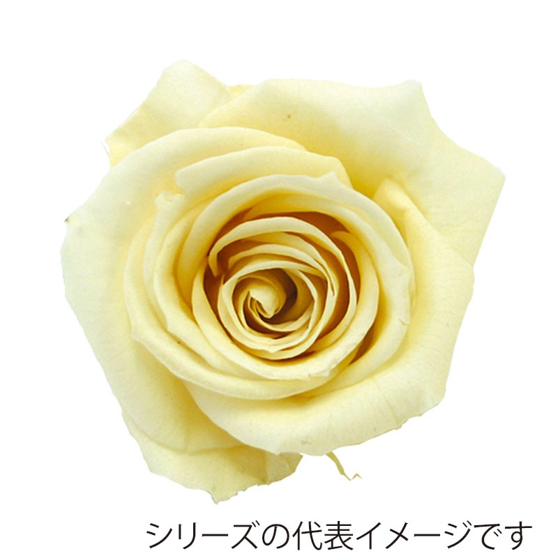 モノ・インターナショナル verdissimo　プリザーブドフラワー 56502　ミニローズ シャンペーン 1箱（ご注文単位1箱）【直送品】