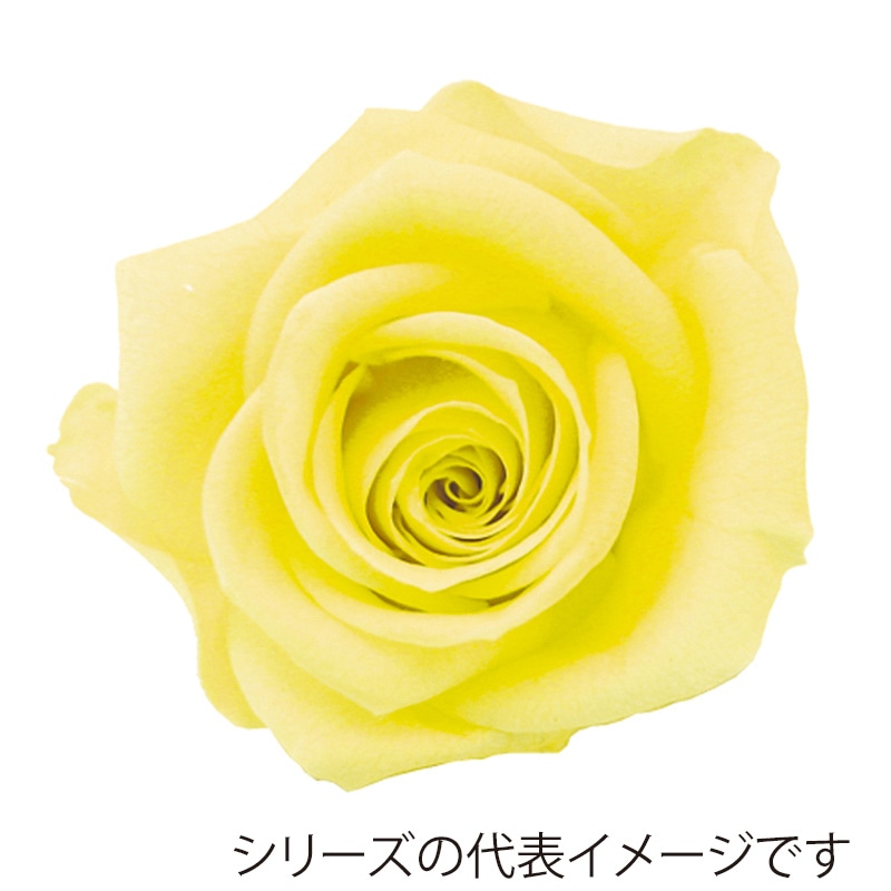 モノ・インターナショナル verdissimo　プリザーブドフラワー 56503　ミニローズ サルファーイエロー 1箱（ご注文単位1箱）【直送品】