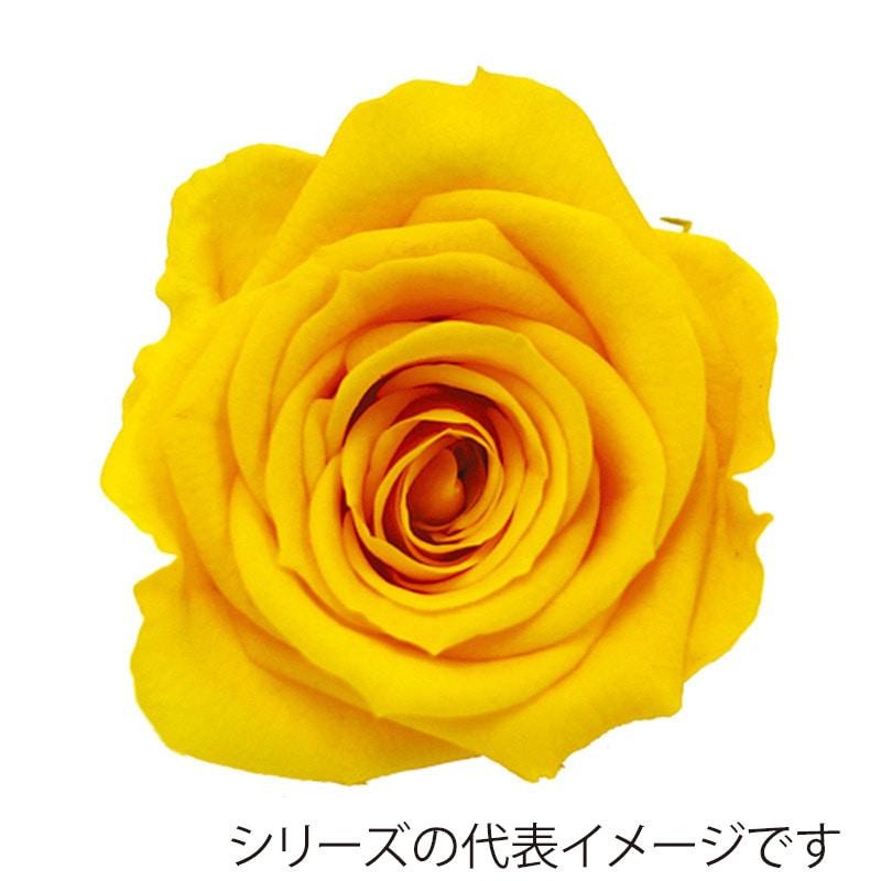 モノ・インターナショナル verdissimo　プリザーブドフラワー 56504　ミニローズ サフランイエロー 1箱（ご注文単位1箱）【直送品】