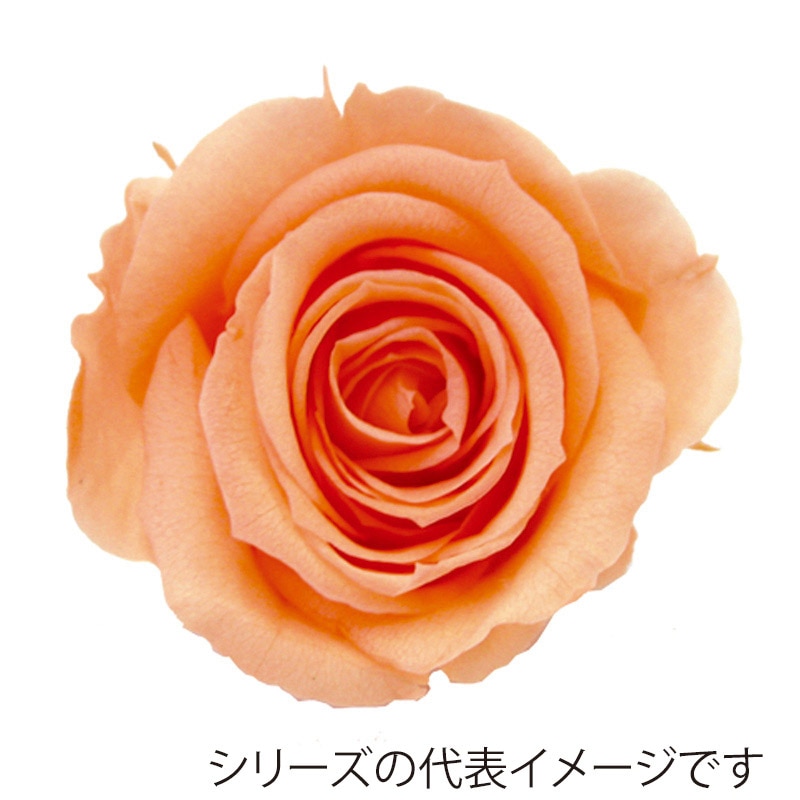 モノ・インターナショナル verdissimo　プリザーブドフラワー 56505　ミニローズ ピーチ 1箱（ご注文単位1箱）【直送品】