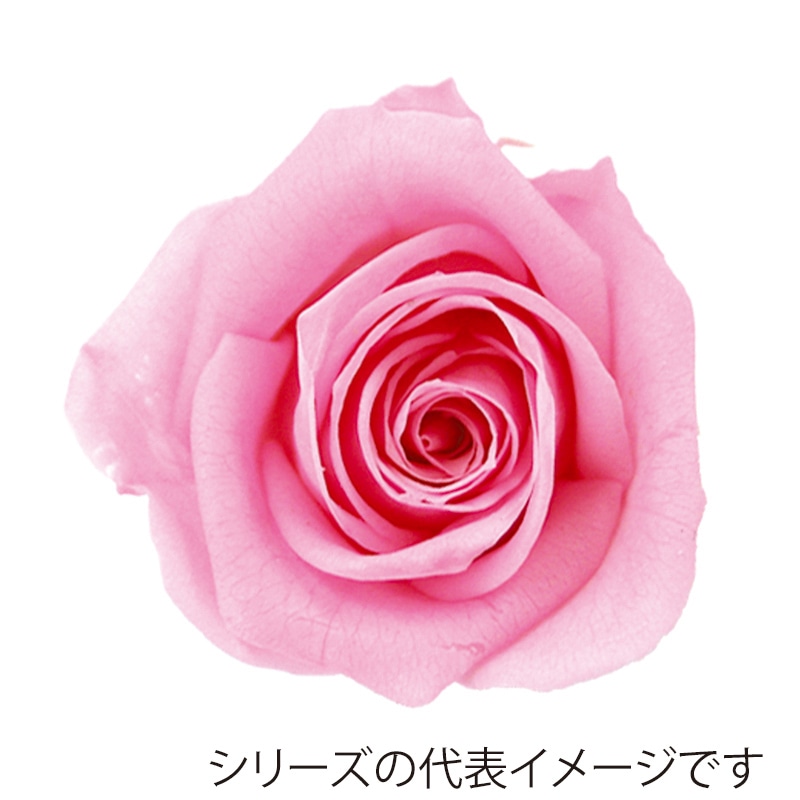 モノ・インターナショナル verdissimo　プリザーブドフラワー 56508　ミニローズ ブライダルピンク 1箱（ご注文単位1箱）【直送品】