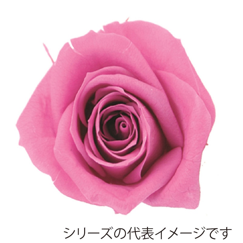 モノ・インターナショナル verdissimo　プリザーブドフラワー 56509　ミニローズ ベゴニアピンク 1箱（ご注文単位1箱）【直送品】