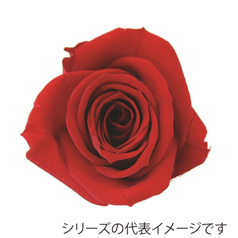 モノ・インターナショナル verdissimo　プリザーブドフラワー 56511　ミニローズ レッド 1箱（ご注文単位1箱）【直送品】