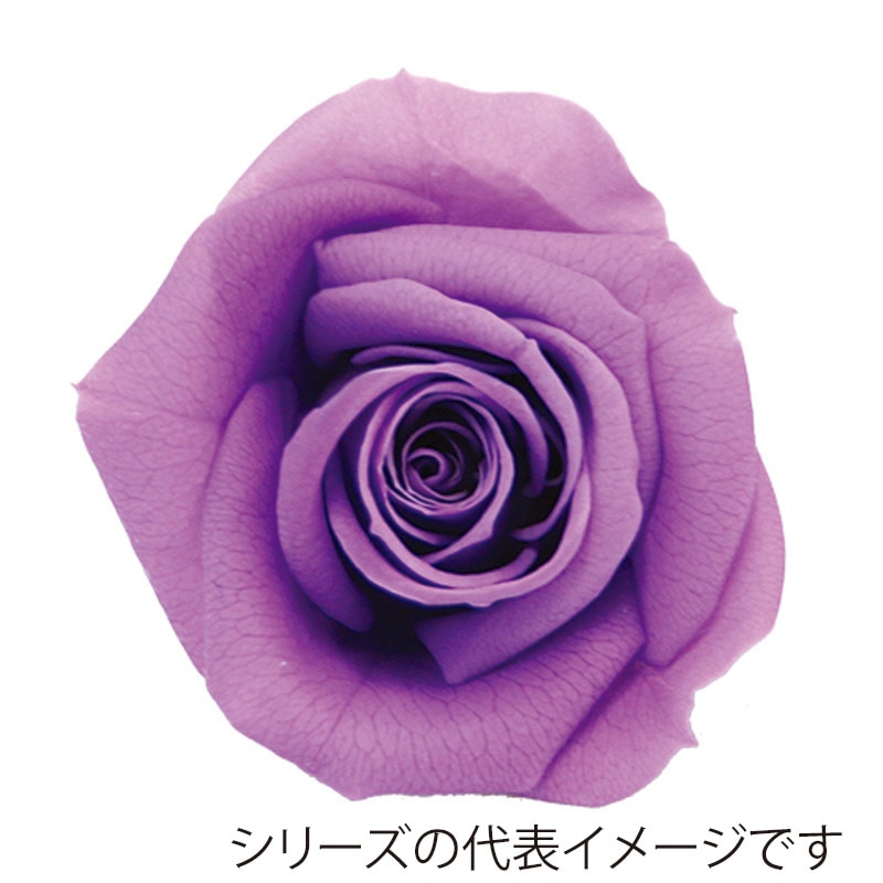 モノ・インターナショナル verdissimo　プリザーブドフラワー 56513　ミニローズ ライラック 1箱（ご注文単位1箱）【直送品】