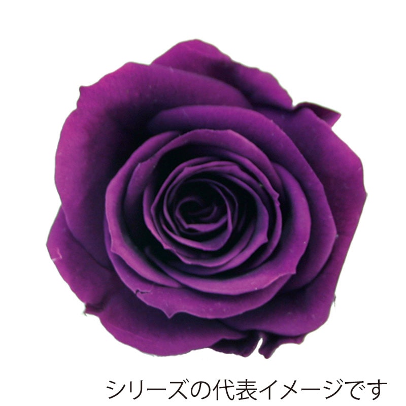 モノ・インターナショナル verdissimo　プリザーブドフラワー 56514　ミニローズ パープル 1箱（ご注文単位1箱）【直送品】