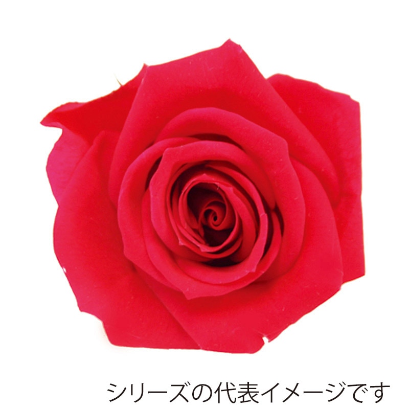 モノ・インターナショナル verdissimo プリザーブドフラワー 56537 ミニローズ シャイニーレッド 1箱(ご注文単位1箱)【直送品】