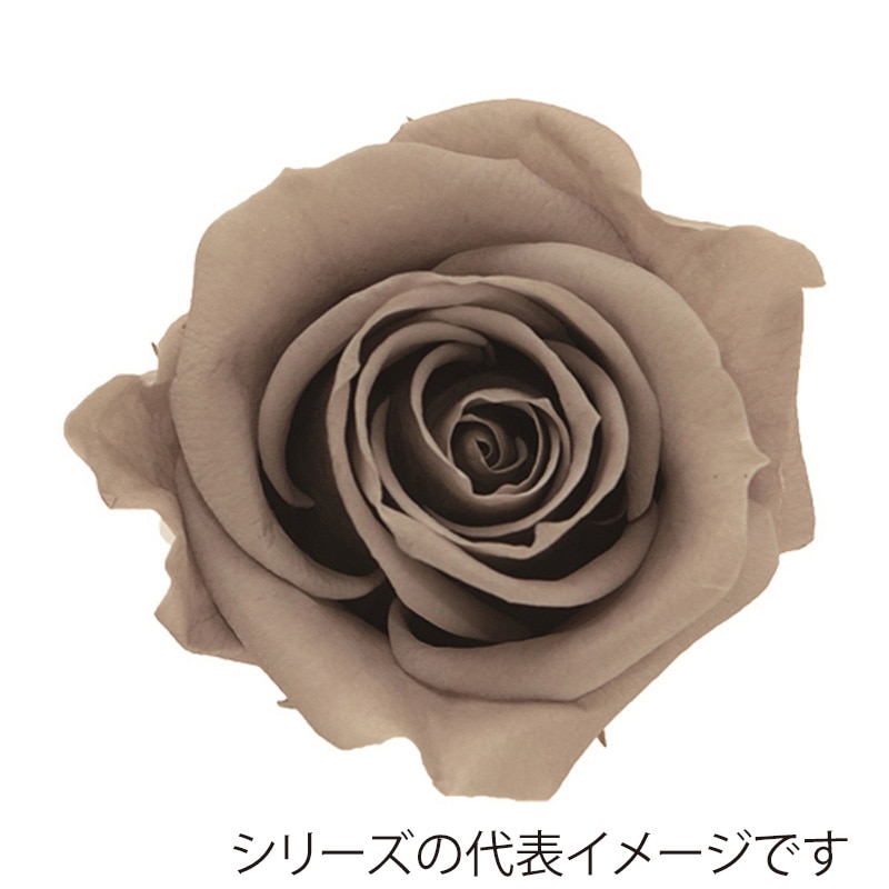 モノ・インターナショナル verdissimo　プリザーブドフラワー 56543　ミニローズ グレージュ 1箱（ご注文単位1箱）【直送品】