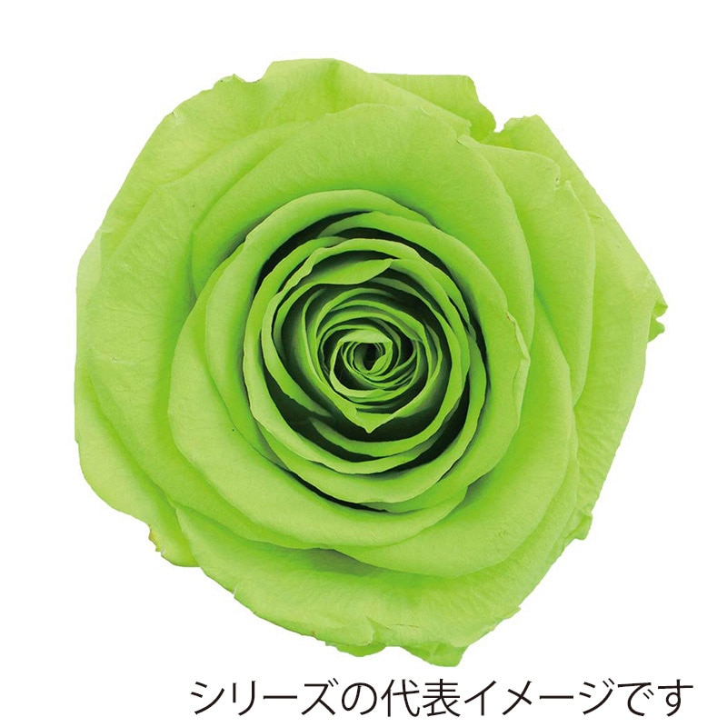 モノ・インターナショナル verdissimo　プリザーブドフラワー 56548　ミニローズ ライムグリーン 1箱（ご注文単位1箱）【直送品】