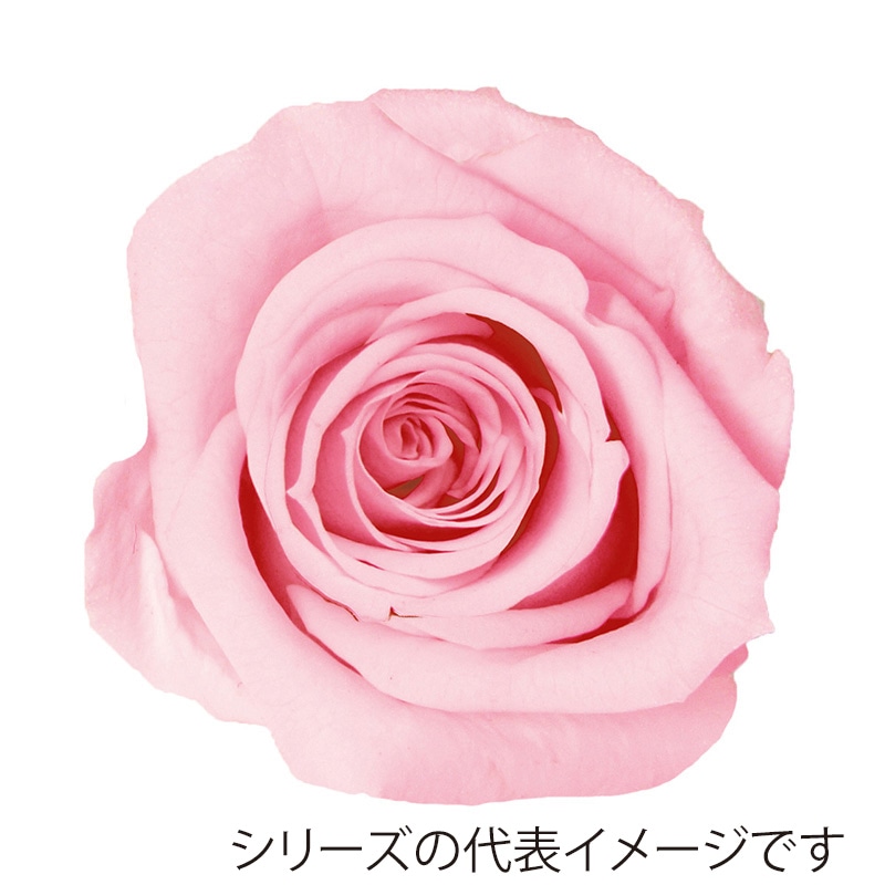 モノ・インターナショナル verdissimo　プリザーブドフラワー 56560　ミニローズ マリッジピンク 1箱（ご注文単位1箱）【直送品】