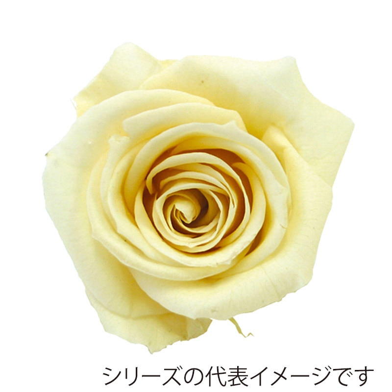 モノ・インターナショナル verdissimo　プリザーブドフラワー 56602　ペティートローズ シャンペーン 1箱（ご注文単位1箱）【直送品】