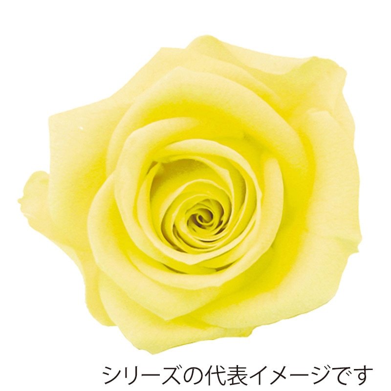 モノ・インターナショナル verdissimo　プリザーブドフラワー 56603　ペティートローズ サルファーイエロー 1箱（ご注文単位1箱）【直送品】