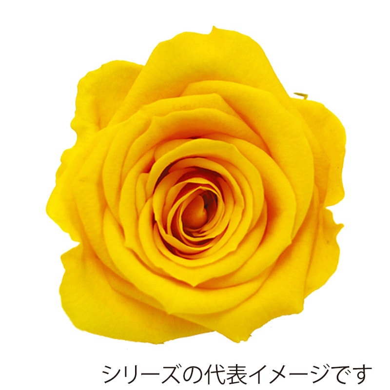 モノ・インターナショナル verdissimo　プリザーブドフラワー 56604　ペティートローズ サフランイエロー 1箱（ご注文単位1箱）【直送品】