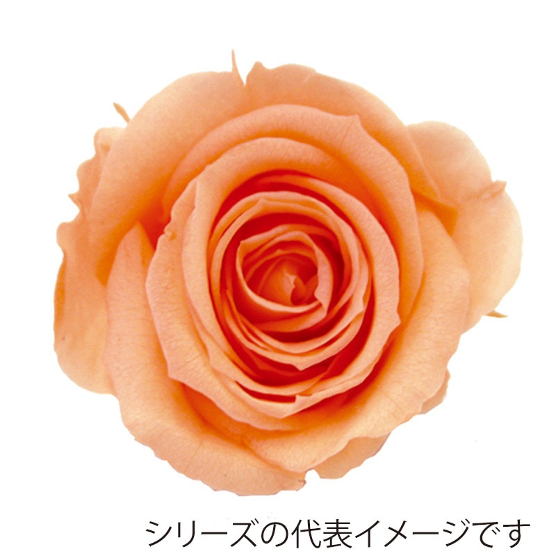 モノ・インターナショナル verdissimo　プリザーブドフラワー 56605　ペティートローズ ピーチ 1箱（ご注文単位1箱）【直送品】