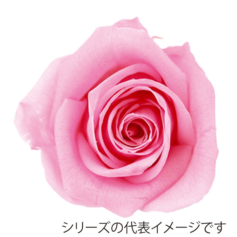 モノ・インターナショナル verdissimo　プリザーブドフラワー 56608　ペティートローズ ブライダルピンク 1箱（ご注文単位1箱）【直送品】
