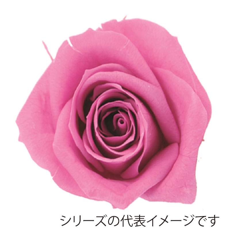 モノ・インターナショナル verdissimo　プリザーブドフラワー 56609　ペティートローズ ベゴニアピンク 1箱（ご注文単位1箱）【直送品】