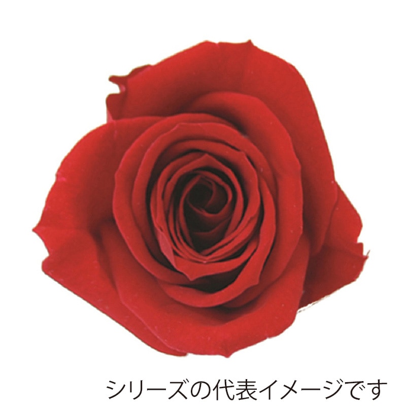 モノ・インターナショナル verdissimo　プリザーブドフラワー 56611　ペティートローズ レッド 1箱（ご注文単位1箱）【直送品】