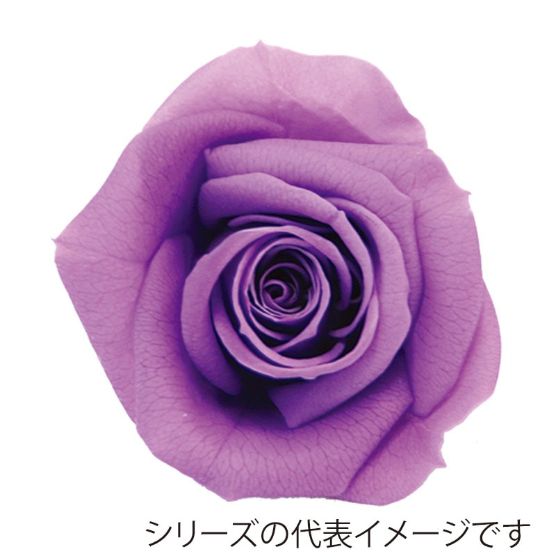 モノ・インターナショナル verdissimo　プリザーブドフラワー 56613　ペティートローズ ライラック 1箱（ご注文単位1箱）【直送品】