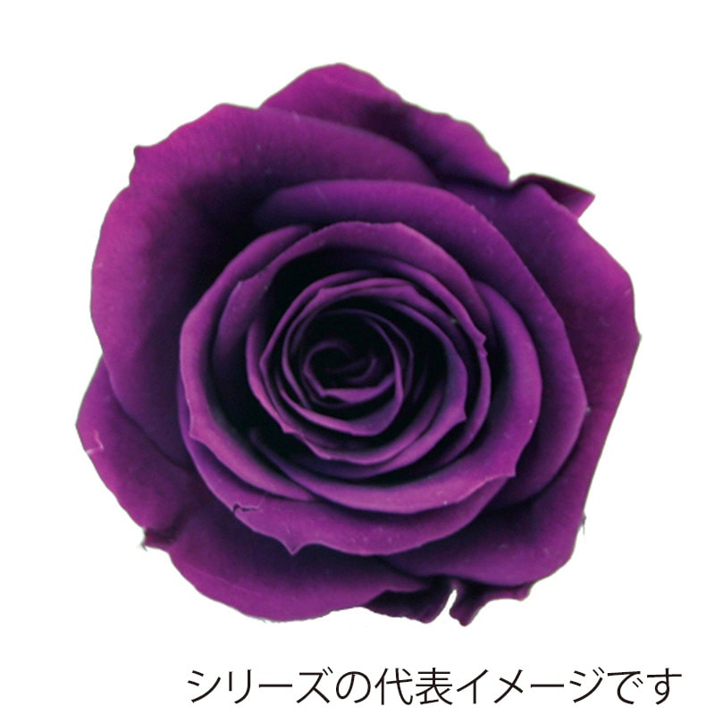 モノ・インターナショナル verdissimo　プリザーブドフラワー 56614　ペティートローズ パープル 1箱（ご注文単位1箱）【直送品】